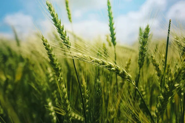 Orelhas de trigo verde no campo — Fotografia de Stock