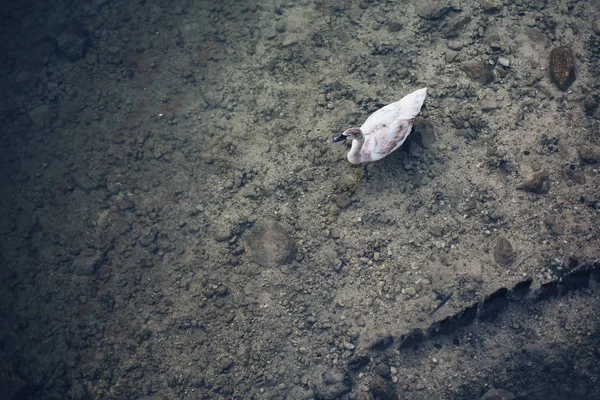 Vista aérea do pássaro cisne mudo na superfície da água do lago — Fotografia de Stock