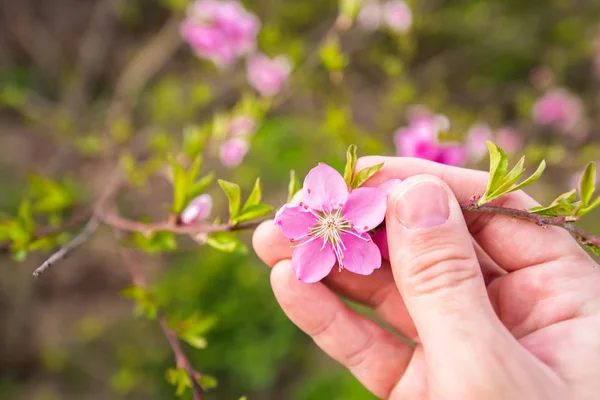 Bauer hält Pfirsichblütenzweig in Obstgarten — Stockfoto