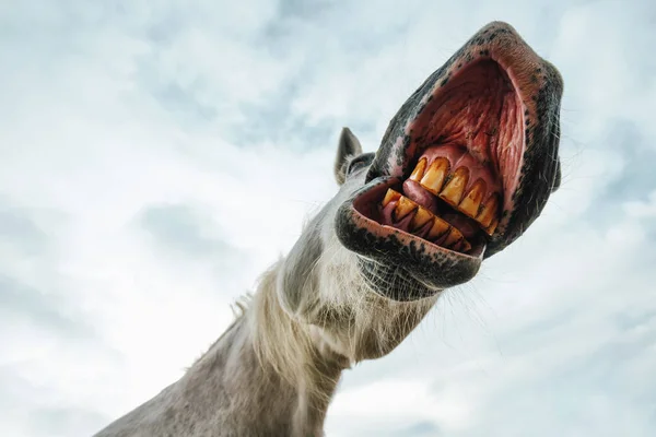 Смешной низкоугольный вид ухмыляющегося рта лошади и зубов — стоковое фото