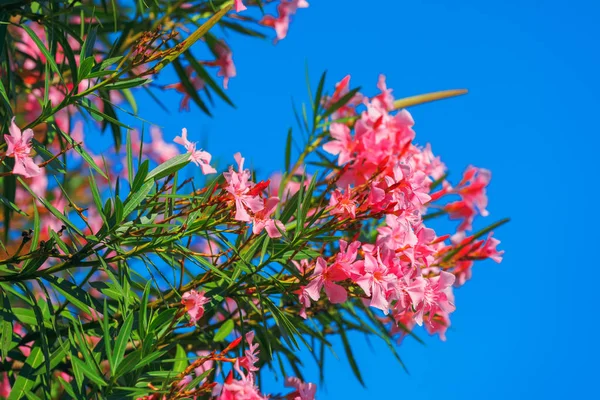 Bellissimi fiori di oleandro nerium rosa contro il cielo blu — Foto Stock