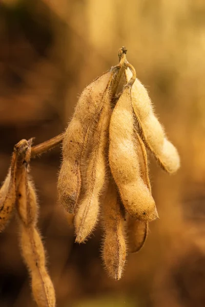 Ripe soybean pods close up — Stock Photo, Image