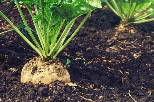 Cultivo de remolacha azucarera —  Fotos de Stock