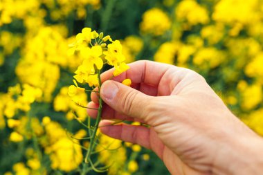 Çiftçi kolza tohumu açan bitkileri inceliyor.