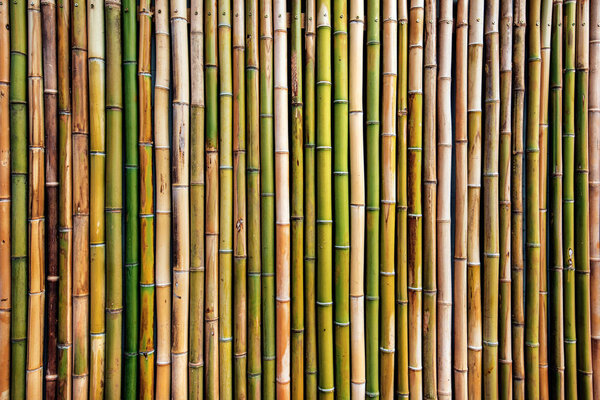 Dry bamboo tree fence wall background