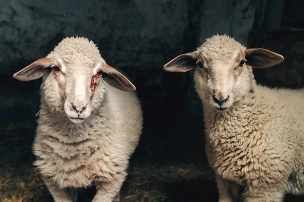 Lamsvlees van de schapen in de schuur van de boerderij — Stockfoto