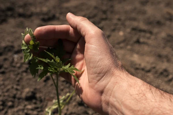 Boer houdt jonge tomatenplant in moestuin — Stockfoto