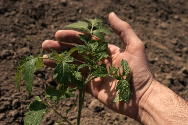 Agricultor sosteniendo planta de tomate joven en huerta —  Fotos de Stock