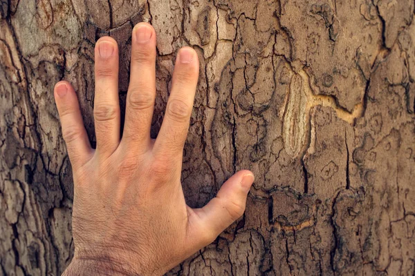 Ręką dotykając drzewa klonowego — Zdjęcie stockowe