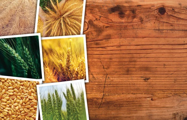 Collage fotografico di grano — Foto Stock