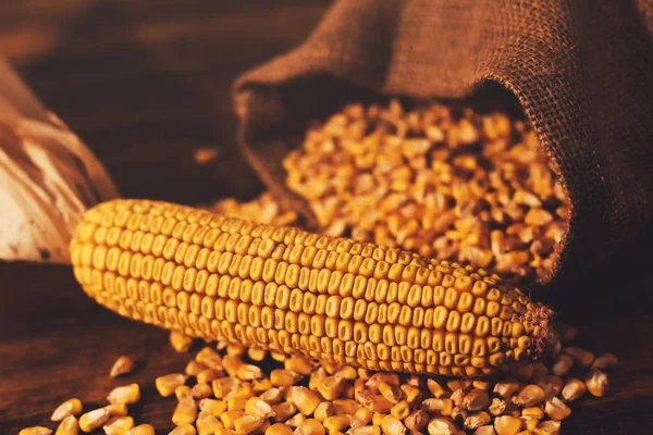 Maíz cosechado mazorca de maíz y granos — Foto de Stock