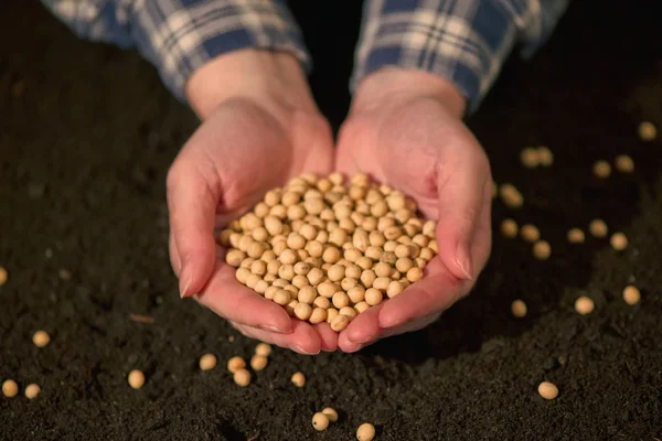 Handvol geoogste soy bean zaad — Stockfoto