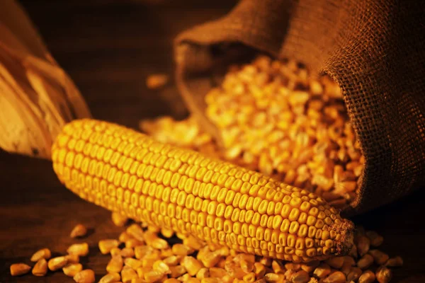 Maíz cosechado mazorca de maíz y granos — Foto de Stock