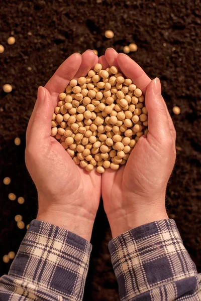 Elinde hasat soya — Stok fotoğraf