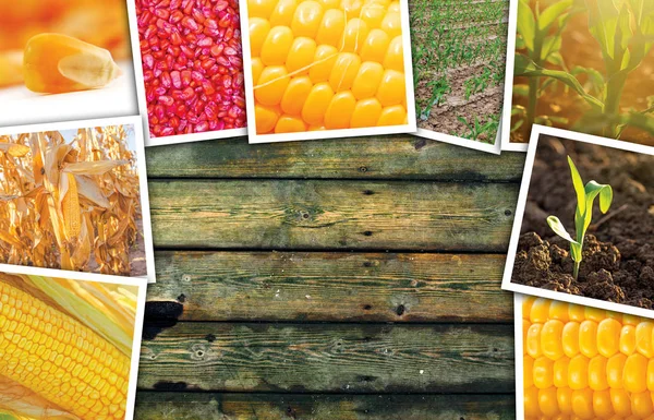 Maize corn in agriculture, photo collage — Stock Photo, Image
