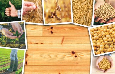 Fotoğraf kolaj büyüyen soya fasulyesi