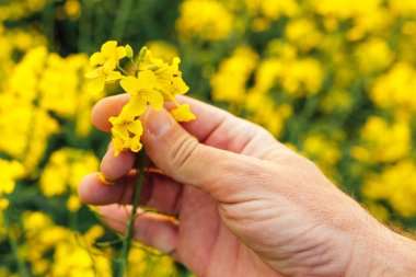 Farmer examining rapeseed blooming plants clipart