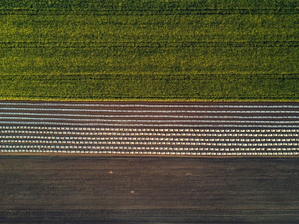 Flygfoto över odlade fält från drone — Stockfoto