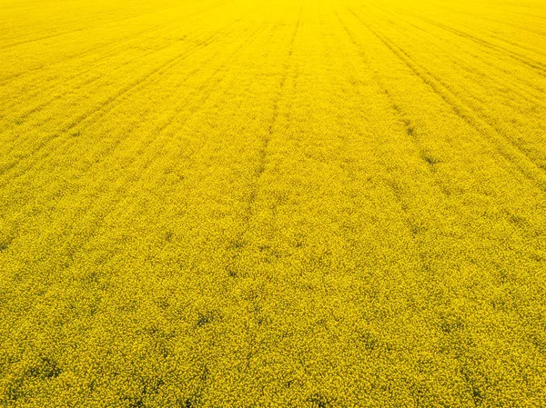 Luchtfoto van het beteelde raapzaadveld van drone pov — Stockfoto