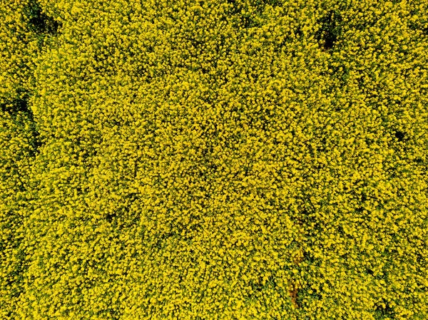 Vista aérea do campo de colza cultivado a partir de pontos de vista drone — Fotografia de Stock