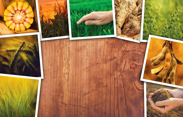 Agriculture photos de collage sur le thème avec espace de copie — Photo
