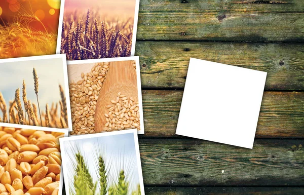Grano grani agricoltura in agricoltura foto collage — Foto Stock