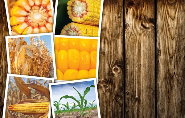 Photo collage of corn maize in agriculture — Stock Photo, Image