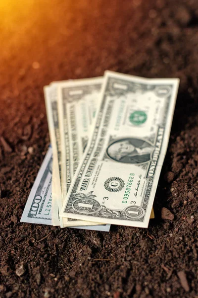 Банкноты в долларах наличные деньги в почве, доходы в сельском хозяйстве — стоковое фото