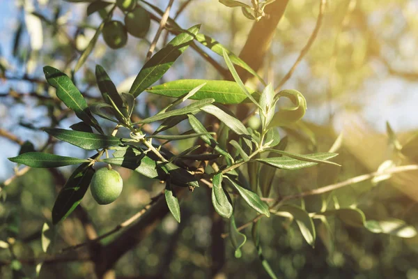 Fruta verde olivo fresca en rama —  Fotos de Stock