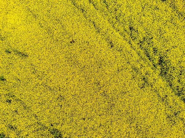 ドローンpovからの栽培菜種畑の空中ビュー — ストック写真
