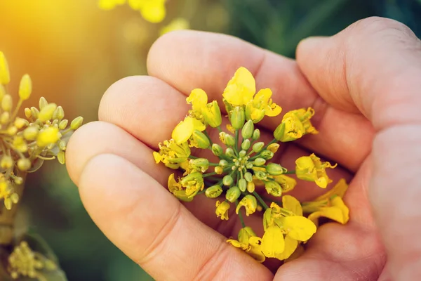 Boer landbouwingenieur houden van koolzaad canola bloem — Stockfoto