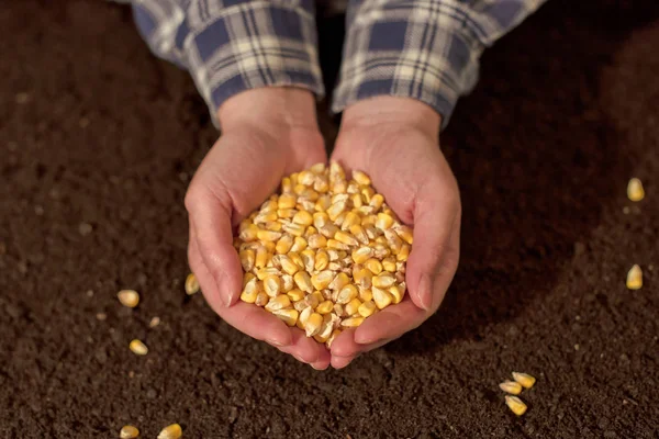 Avuç hasat mısır tohumu — Stok fotoğraf