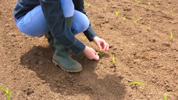 Female farmer examining growth of corn maize seedling sprouts — Stock Video