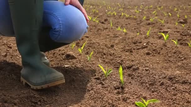 Agricultora examinando crecimiento de brotes de maíz — Vídeos de Stock