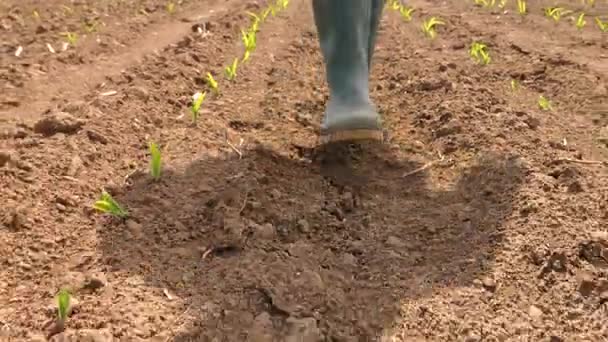 Agricultor caminando en el campo de plántulas de maíz — Vídeo de stock