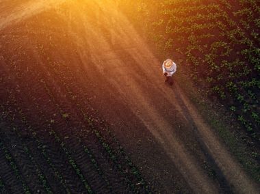 Çiftçi dron şeker pancarı kırpma alanı kullanma