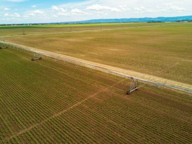 Tarımsal sulama sistemi üzerinde ekili şeker pancarı plantati