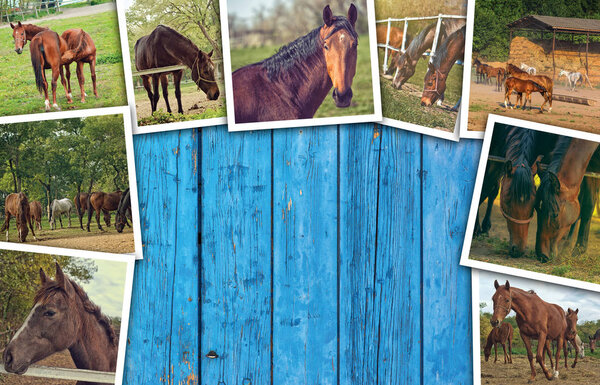 Horses photo collage