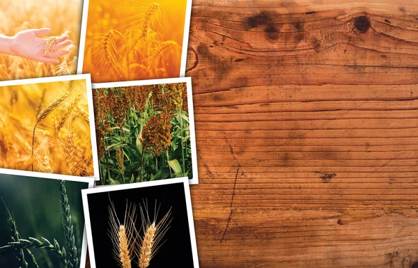 Cereal plant farming in agriculture photo collage — Stock Photo, Image