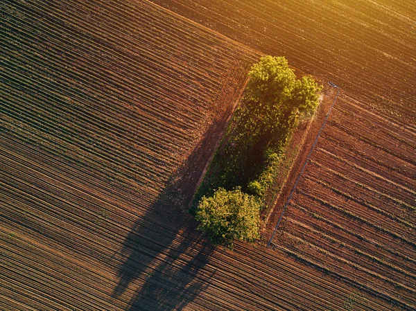 Vista aérea das árvores no campo no por do sol — Fotografia de Stock