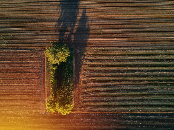 Aerial view of trees in field in sunset — Stock Photo, Image