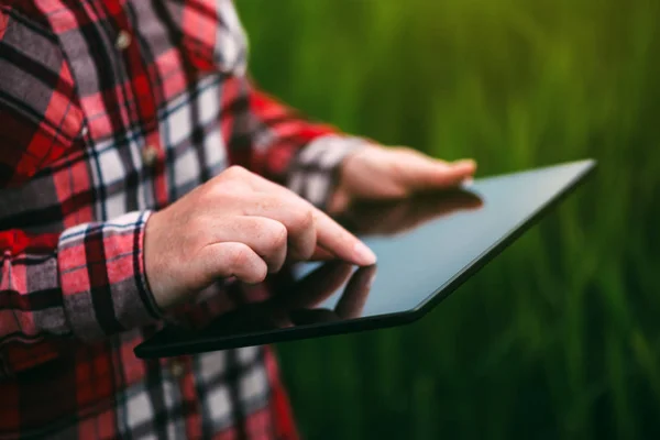 Kadın çiftçi tablet bilgisayar arpa kırpma alanı kullanma — Stok fotoğraf