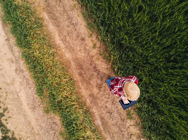 Жінка-фермер використовує цифровий планшетний комп'ютер у зеленому пшеничному полі — стокове фото
