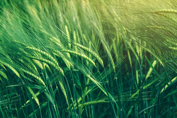 Green wheat cereal crops growing in cultivated field — Stock Photo, Image