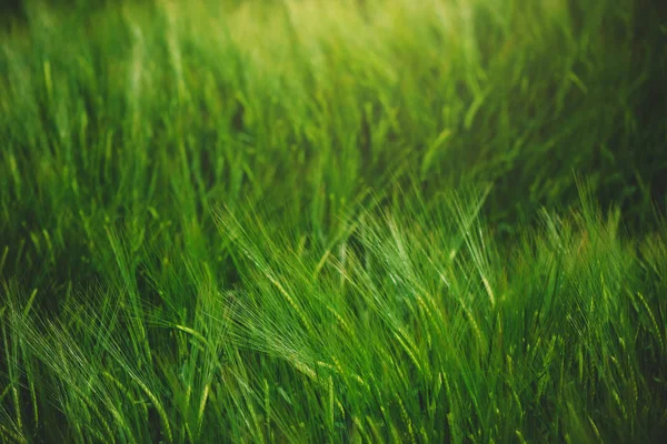Зеленые зерновые культуры пшеницы, растущие на посевных полях — стоковое фото