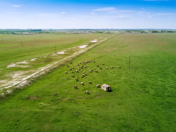 목장에 방목 하는 소 떼의 항공 보기 — 스톡 사진