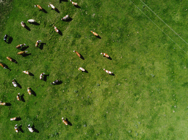 Aerial view of cows herd grazing on pasture