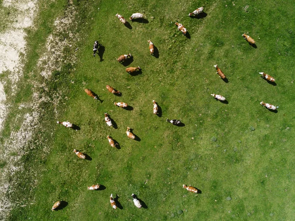 Αεροφωτογραφία του κοπάδι αγελάδες βόσκουν σε βοσκοτόπους — Φωτογραφία Αρχείου