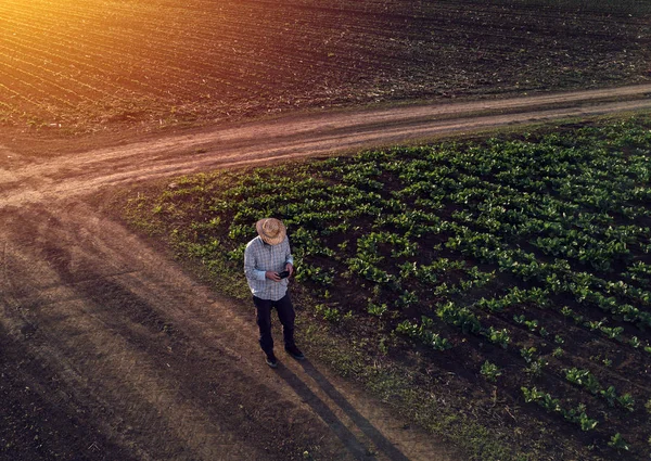 Landbouwproducent met gebruikmaking van de drone in suikerbieten gewas veld — Stockfoto