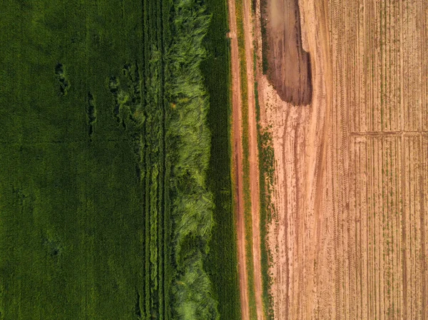 Drone punktu widzenia na pole uprawne pszenicy — Zdjęcie stockowe